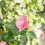 White Rose Wallpaper Photo for Mobile